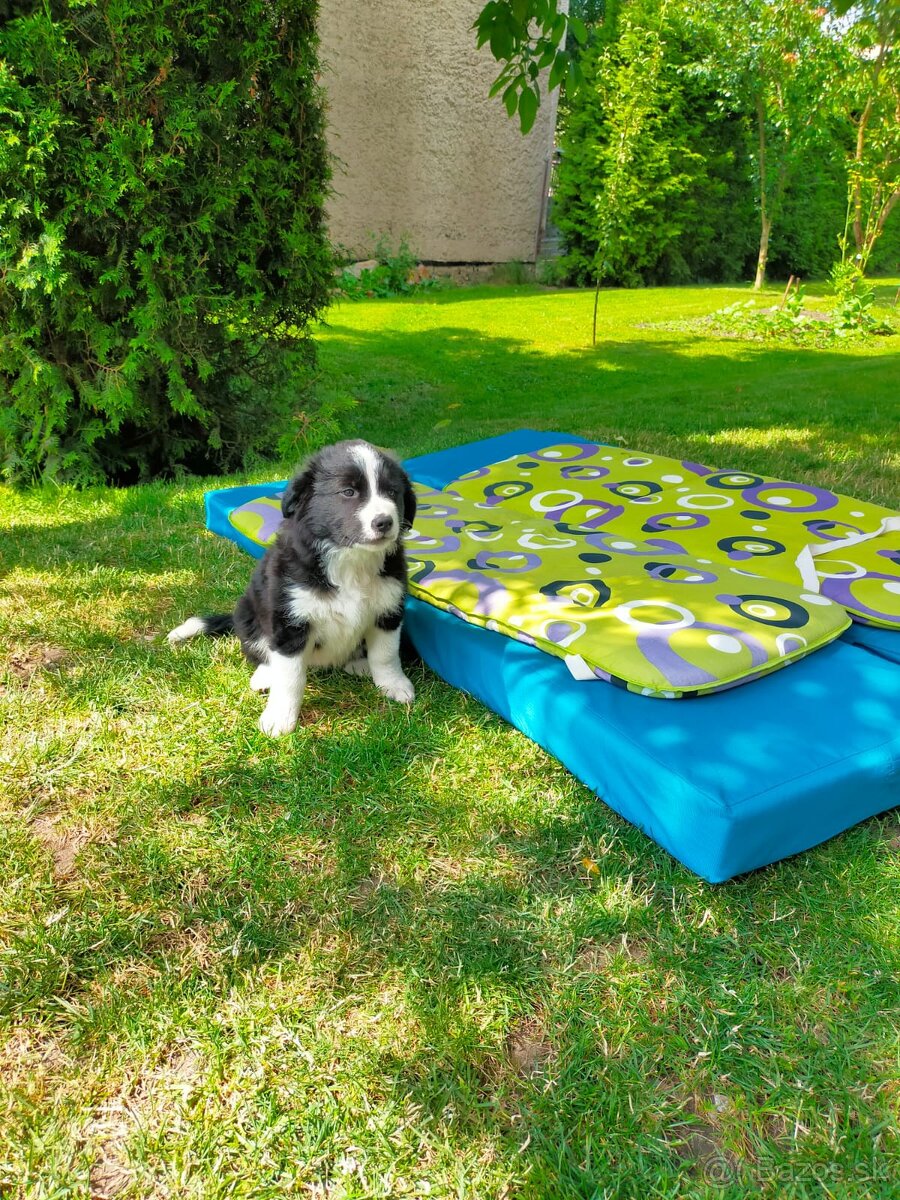 Border Kolia steniatka Border Collie