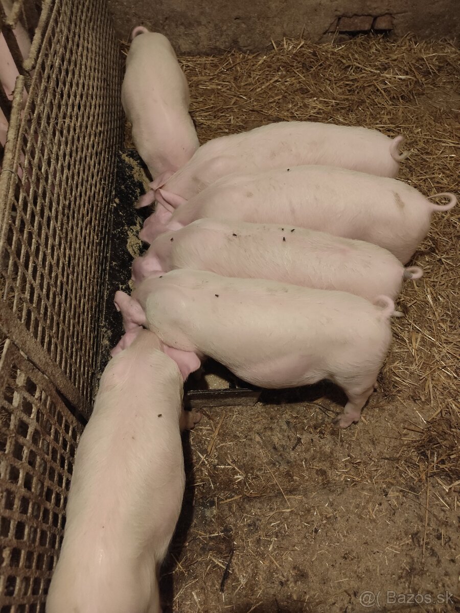 Odstavcata