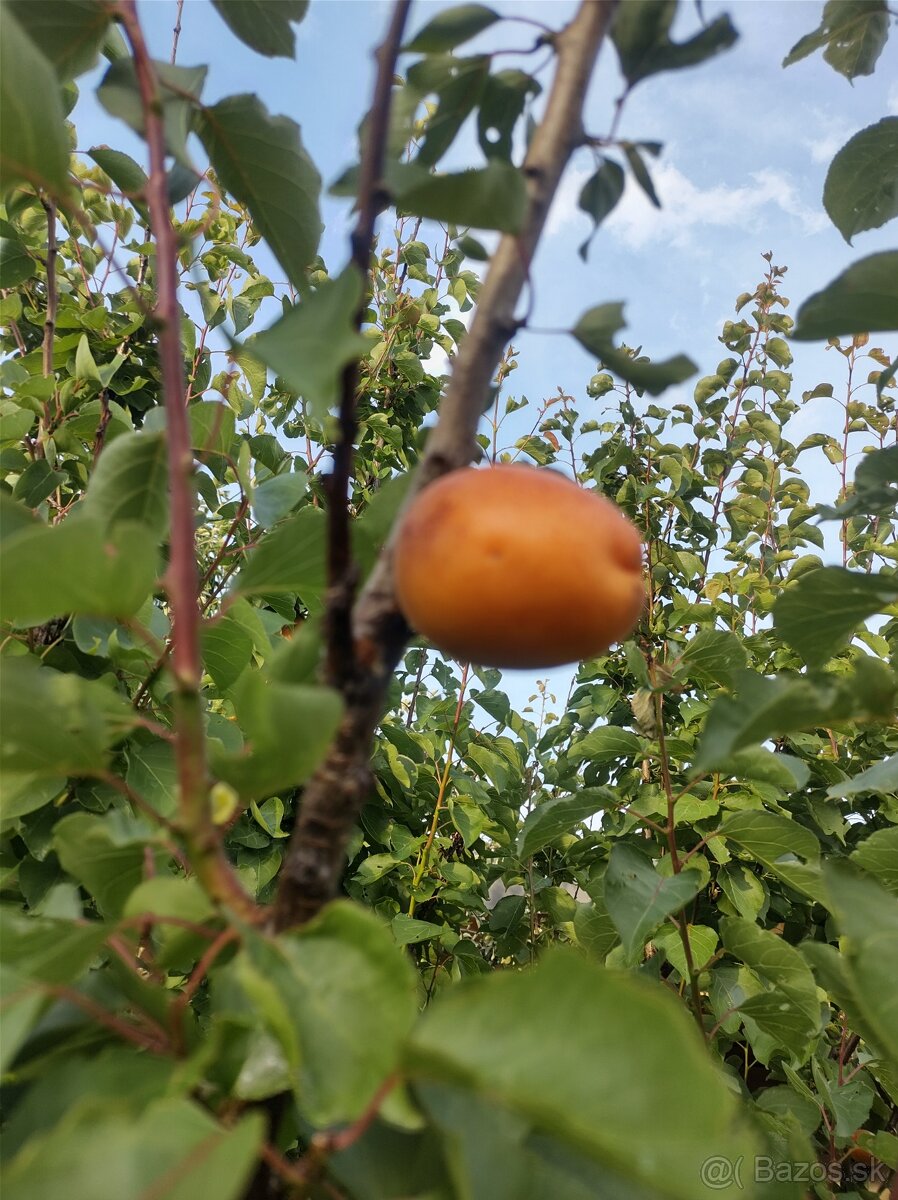 Marhule na kvas - KÚPIM