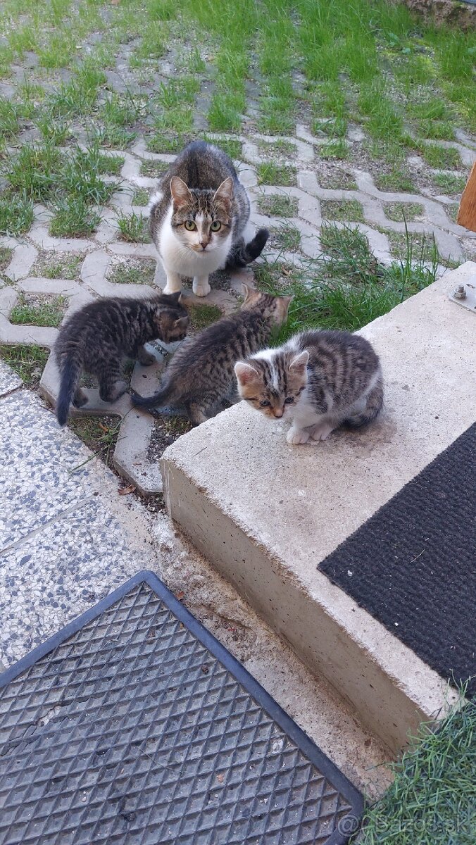 Darujeme mačiatka