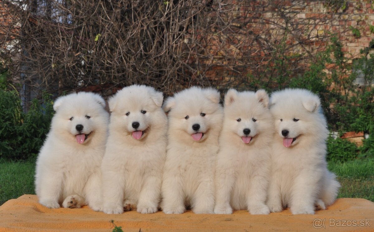 SAMOJED ŠTENIATKA S RODOKMEŇOM
