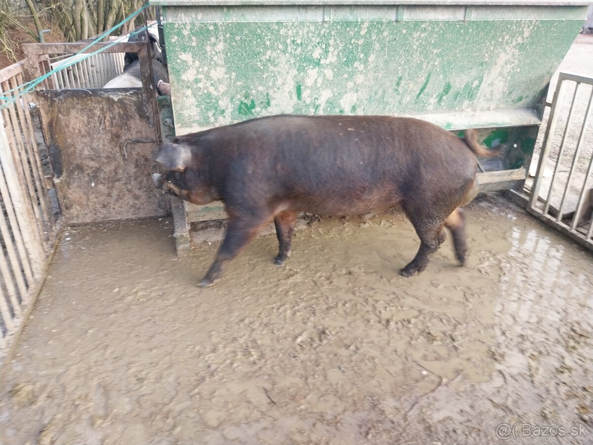 Kanec duroc