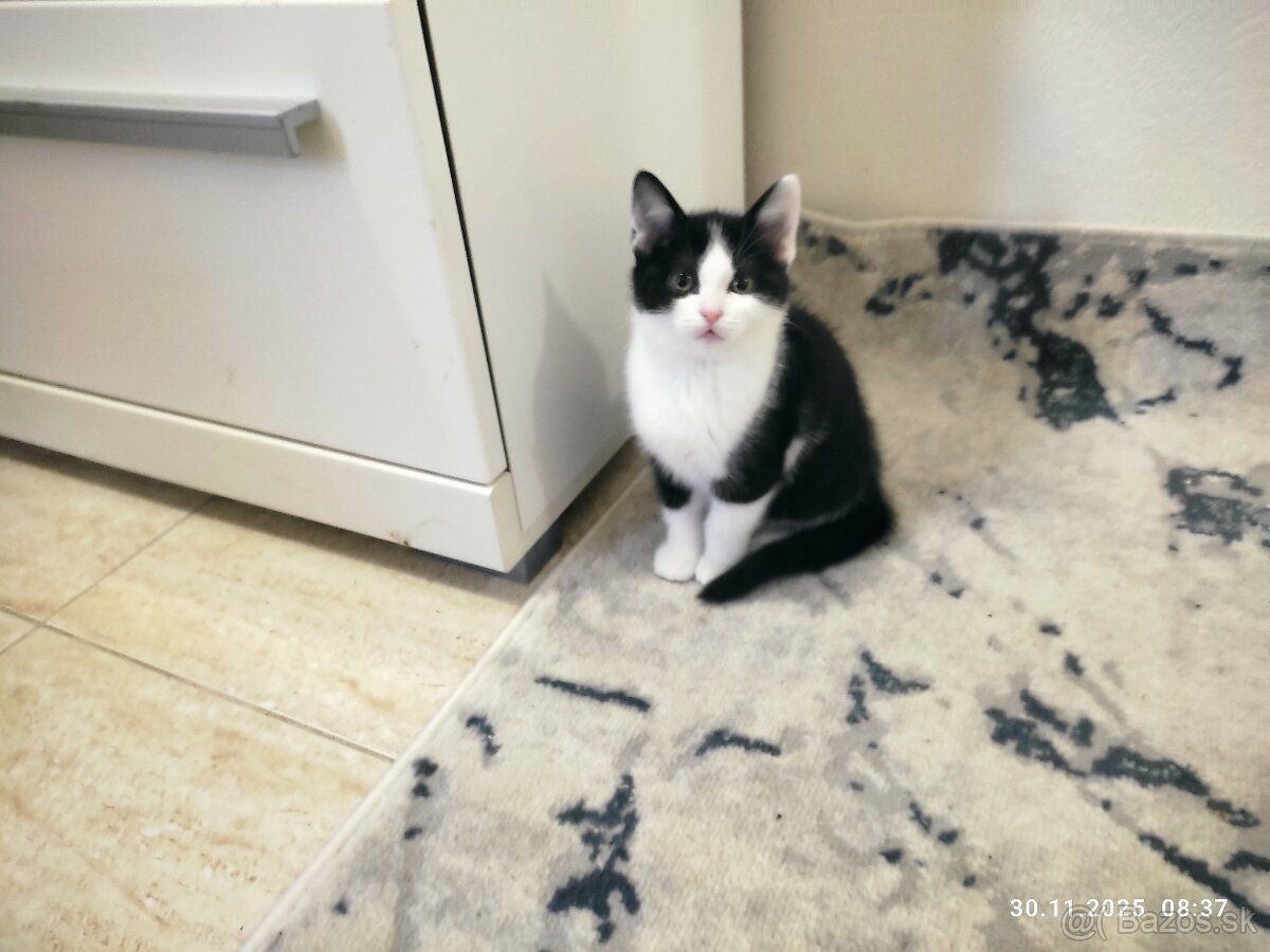 Polobritské mačiatka