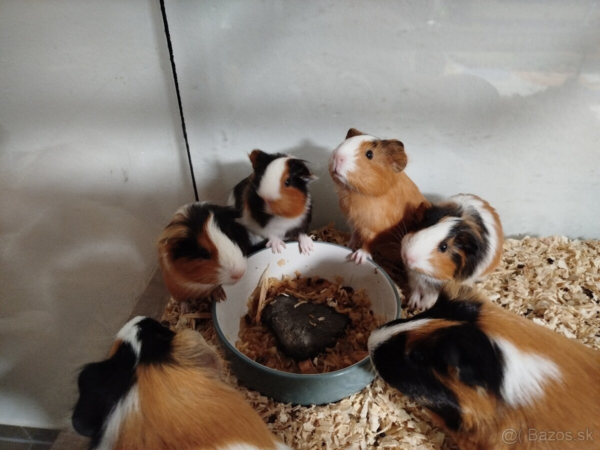 Morské prasiatko - morča