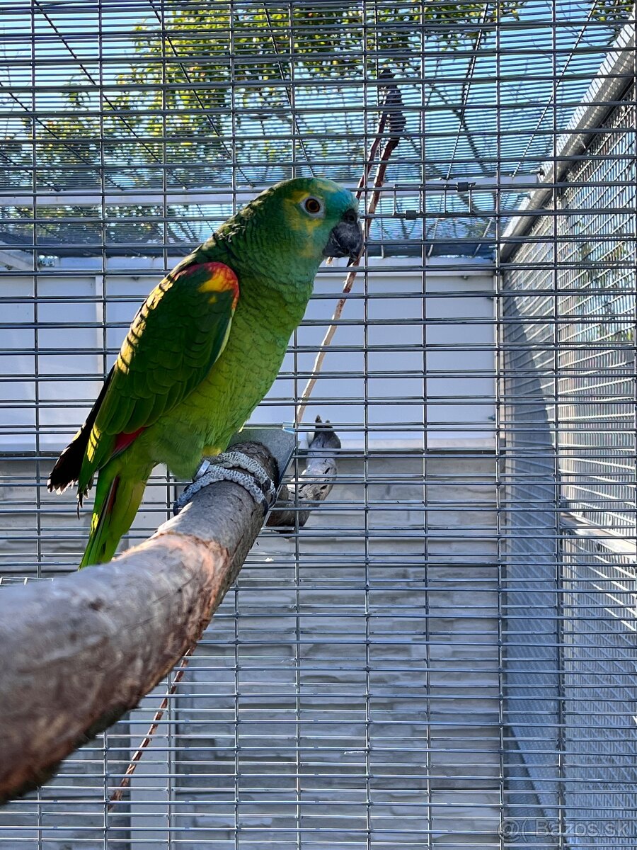 Amazoňan modročelý chovný pár