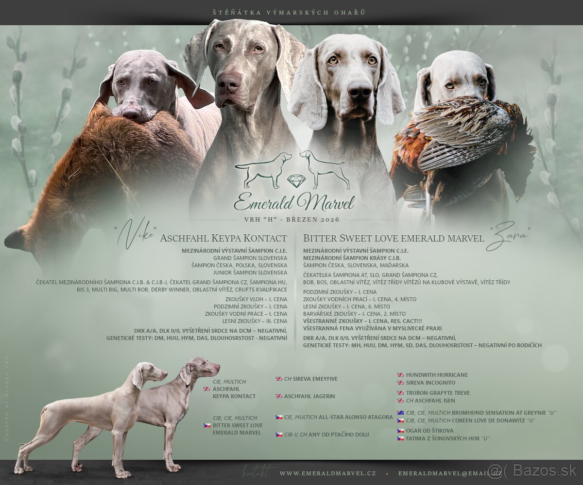 Weimarský krátkosrstý stavač - štěniatka s PP