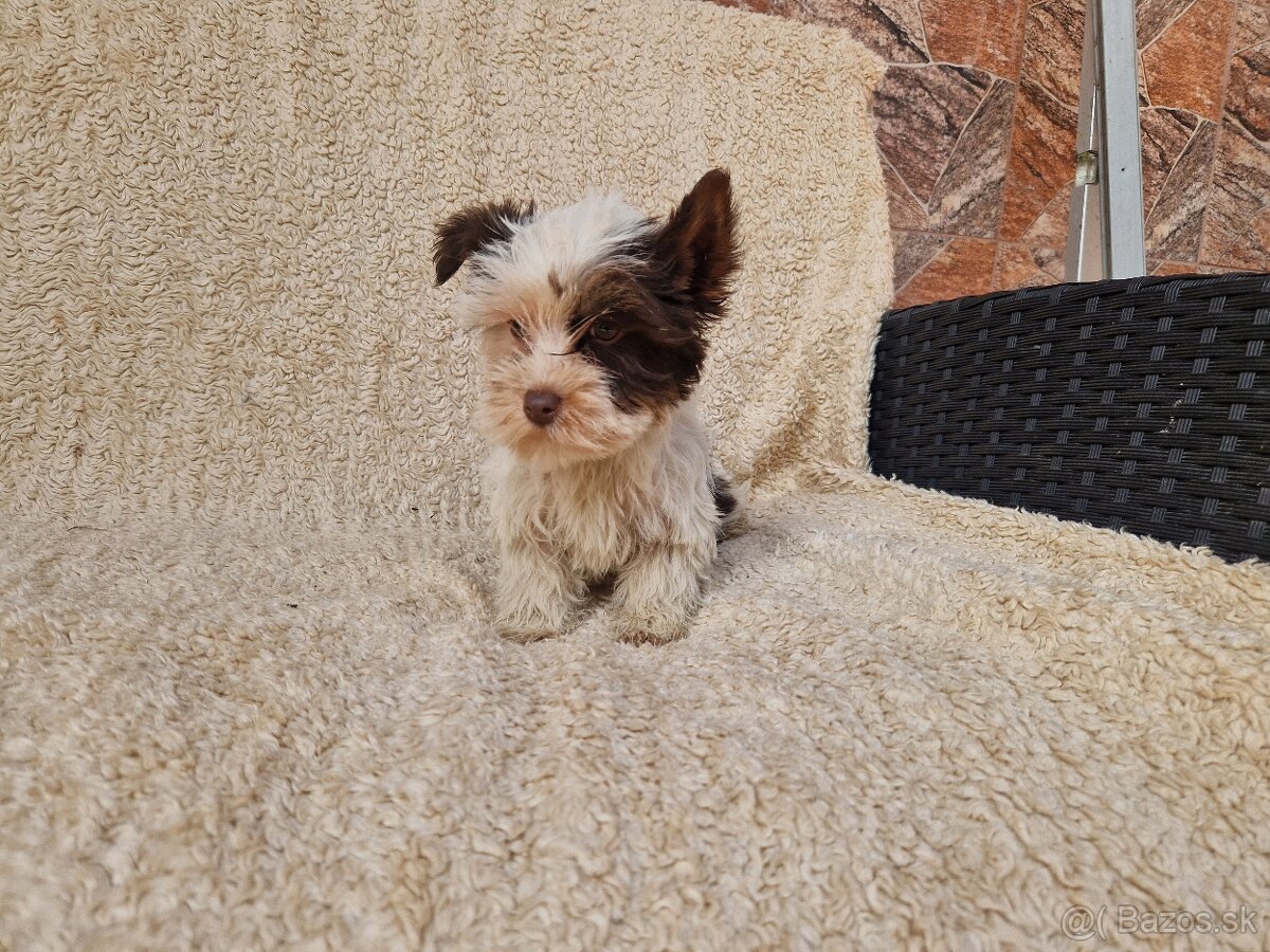 yorkshirsky terier, yorkshire