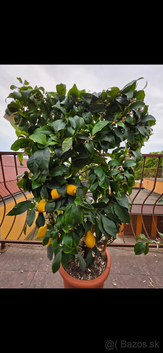 Predam krasne citronovniky...