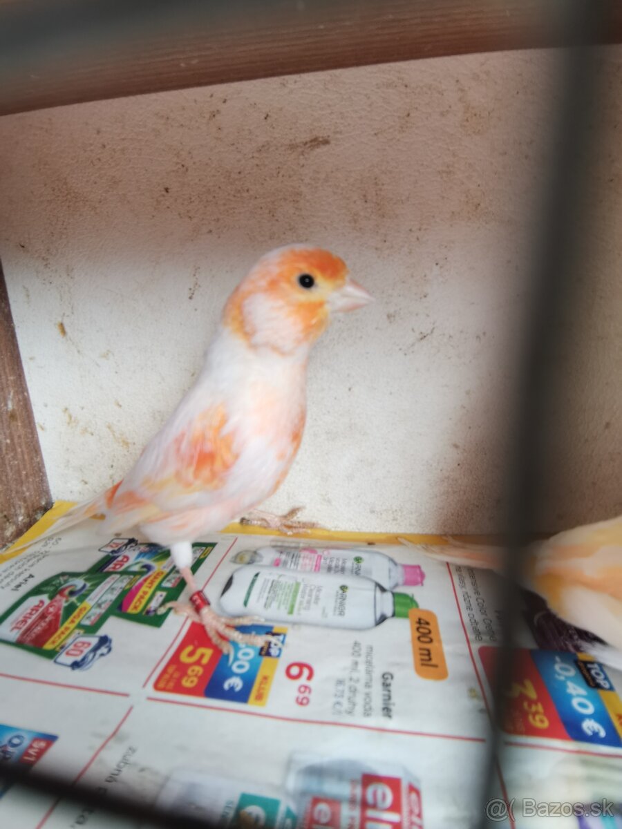 Kanariky
