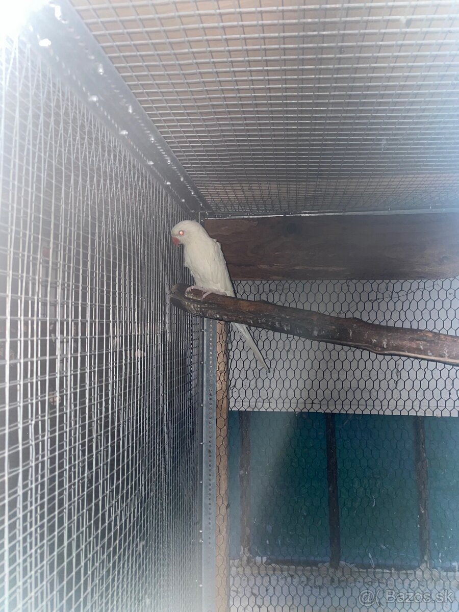 Alexander malý albino