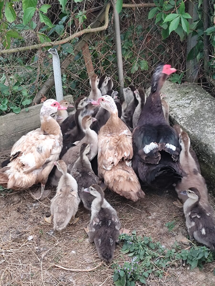 Kacky pizmove