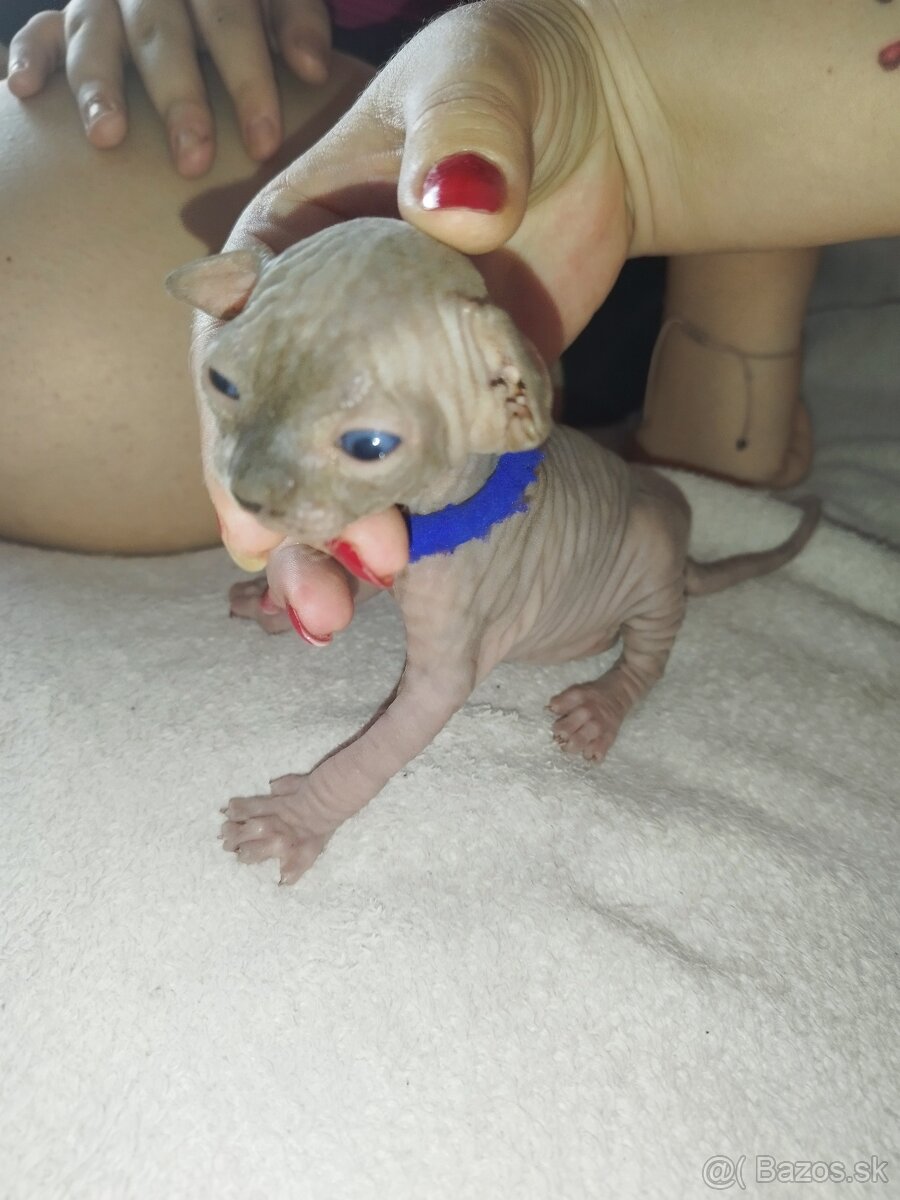 Sphynx kocúrikovia