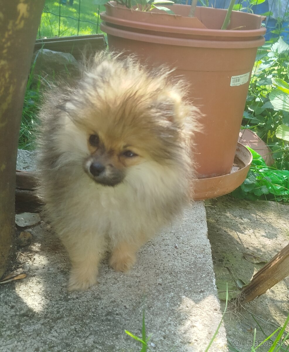Predám fenku pomeraniana s PP FCI