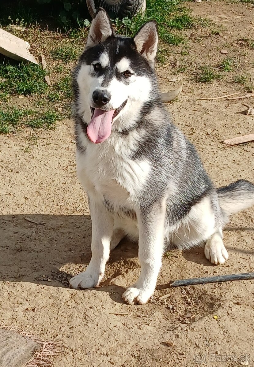 Predám 6 mesačného, psíka sibírsky husky