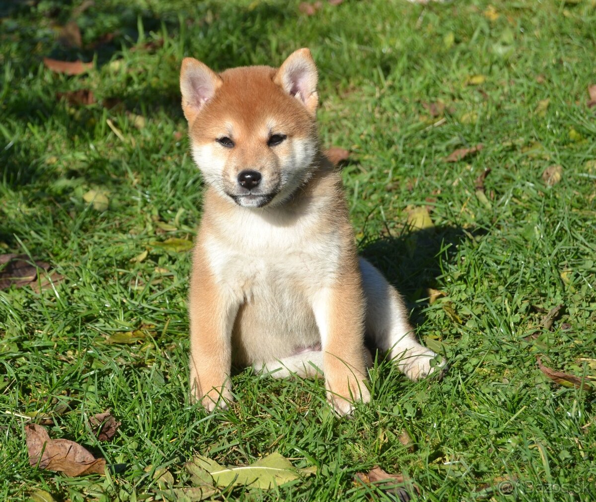 Shiba inu  s PP  /FCI /