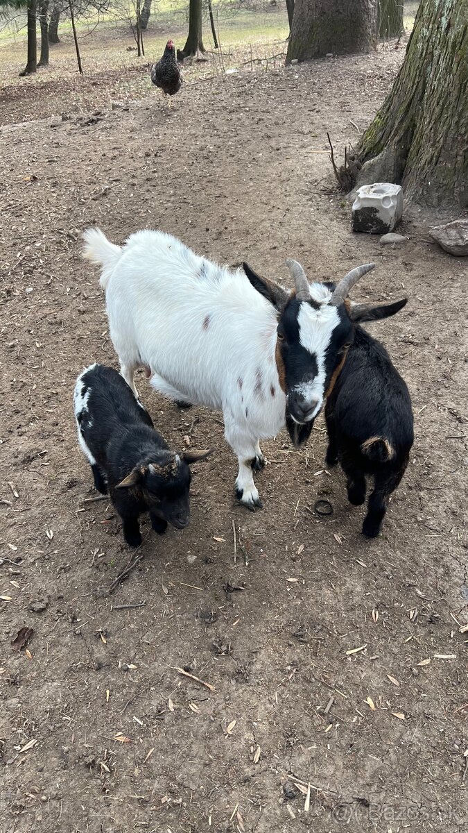 Holandska mini koza s kozliatkami (Martin)