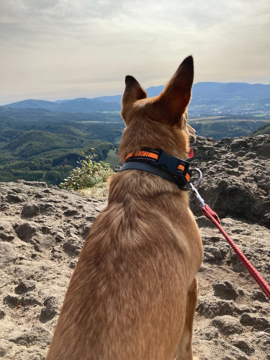 🐶 Spoľahlivé venčenie a stráženie psov u vás doma 🏡