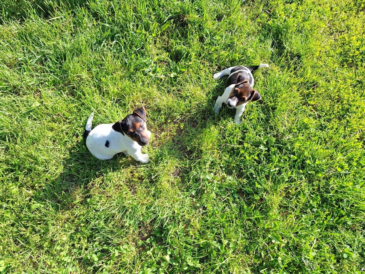 Jack russell terier.