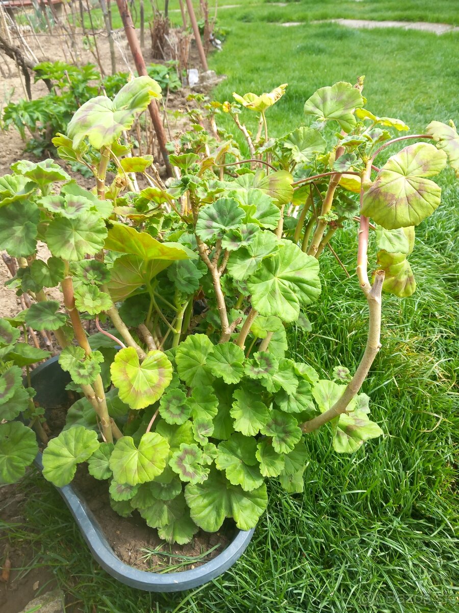 Muškatle