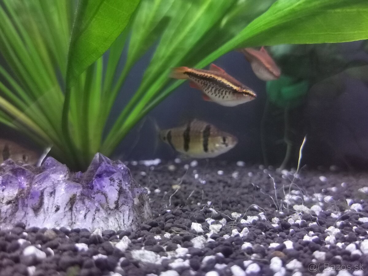 Akvarijne Rybyčky-Mrenky