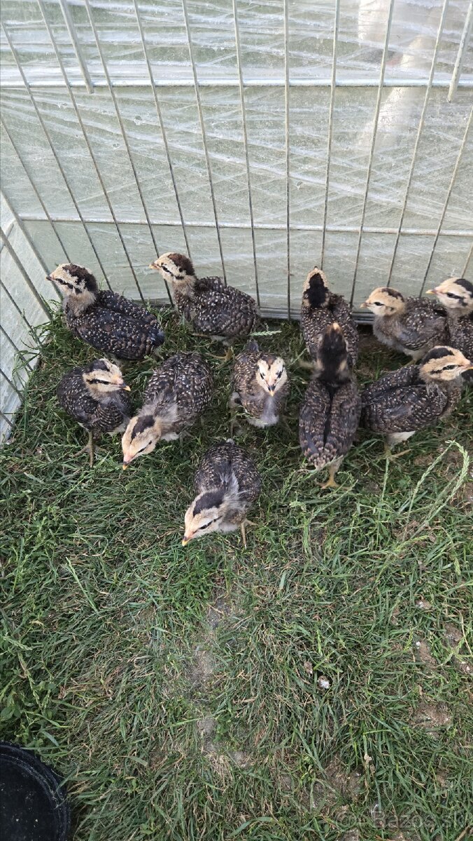 Araucana kuriatka
