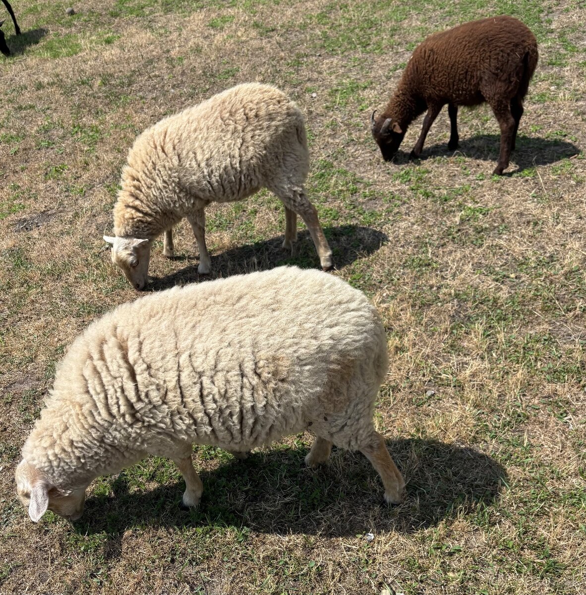 Quessantská mini ovca
