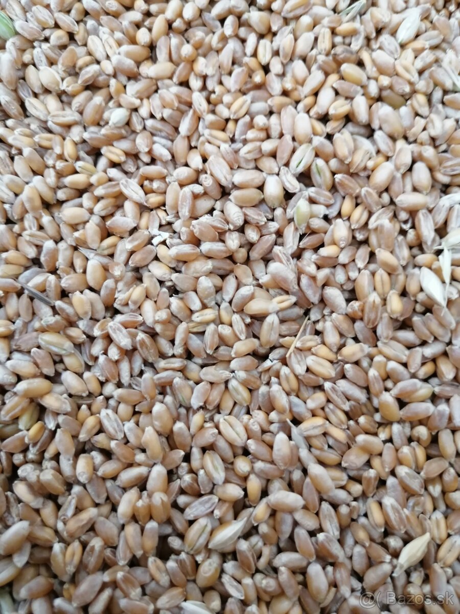 Psenica