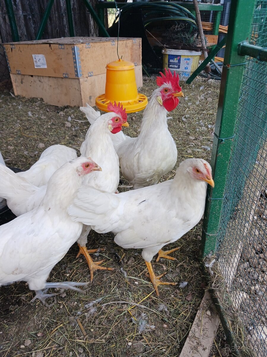 Predám nasadove vajička Leghorn