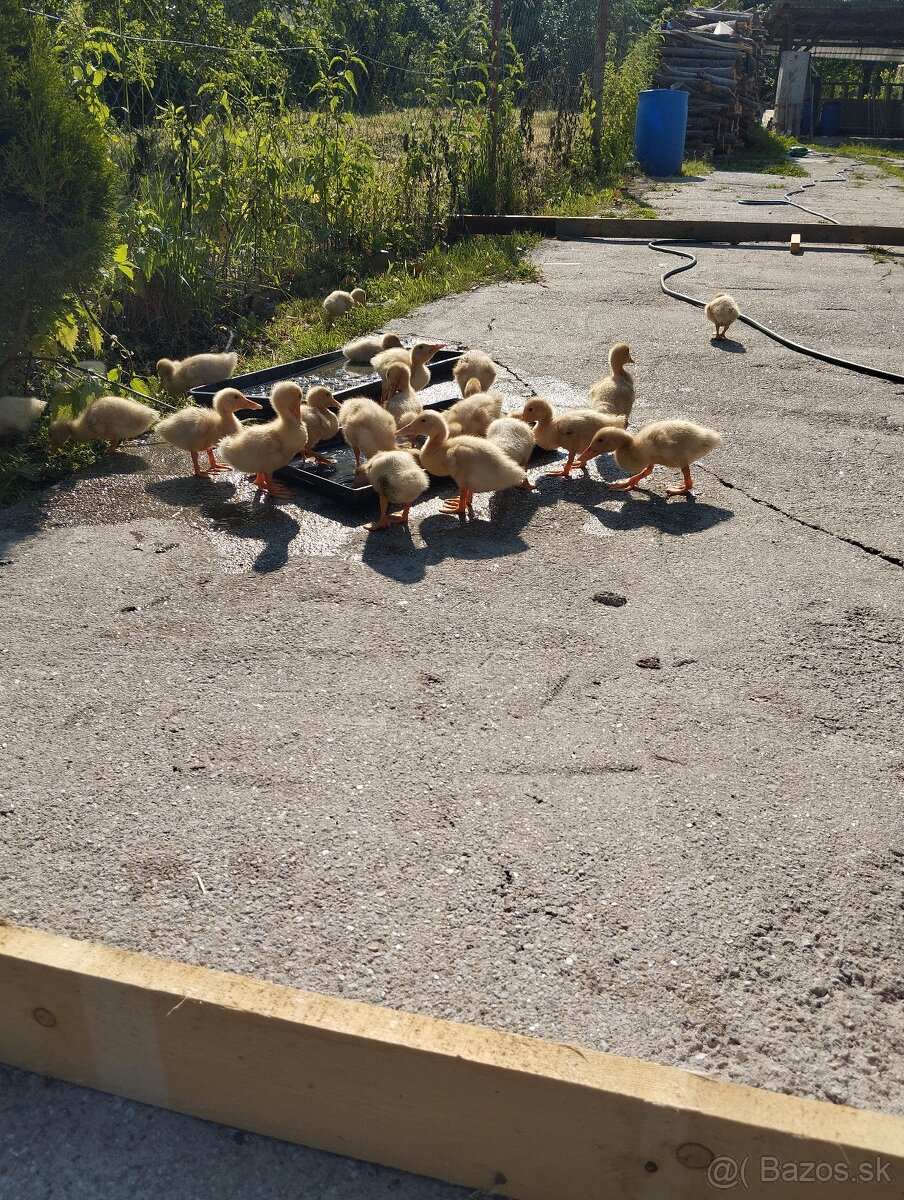 Kačica brojlerove