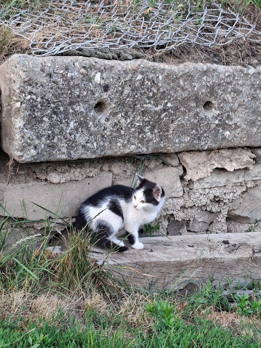 Darujem mačiatka