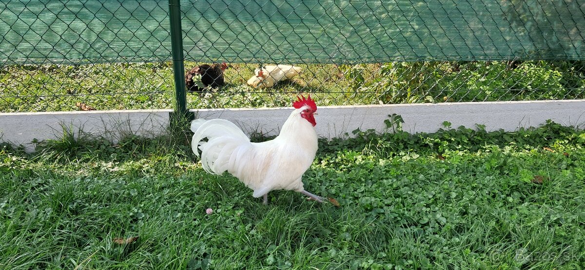 Kohúty