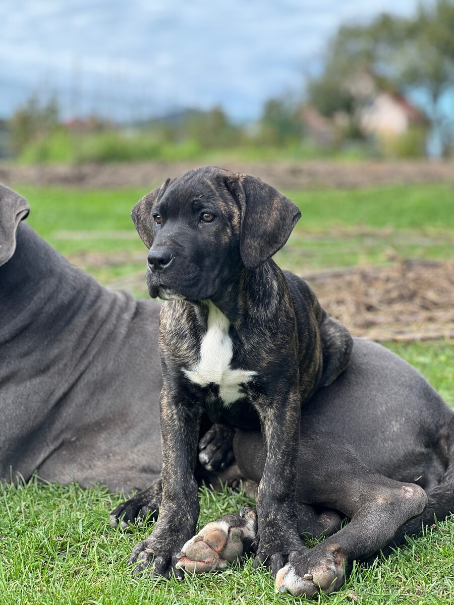 Cane Corso - psík