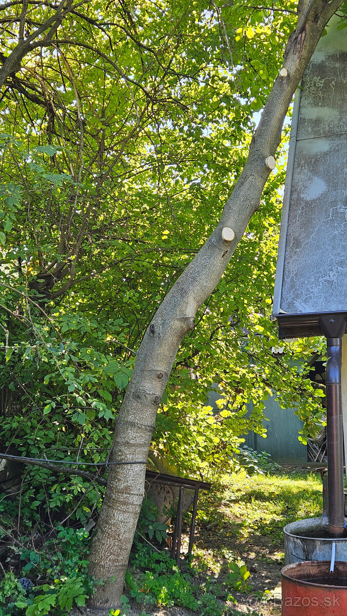 Ponúkam orechové a čerešňové drevo