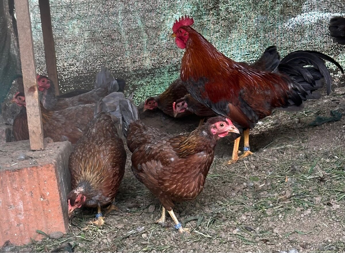 Zdrobnená velsumka