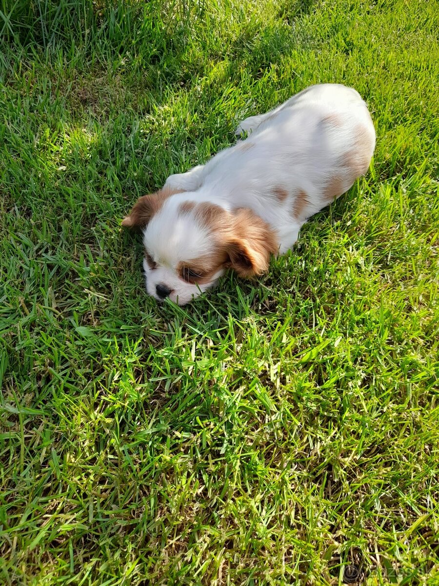 Cavalier