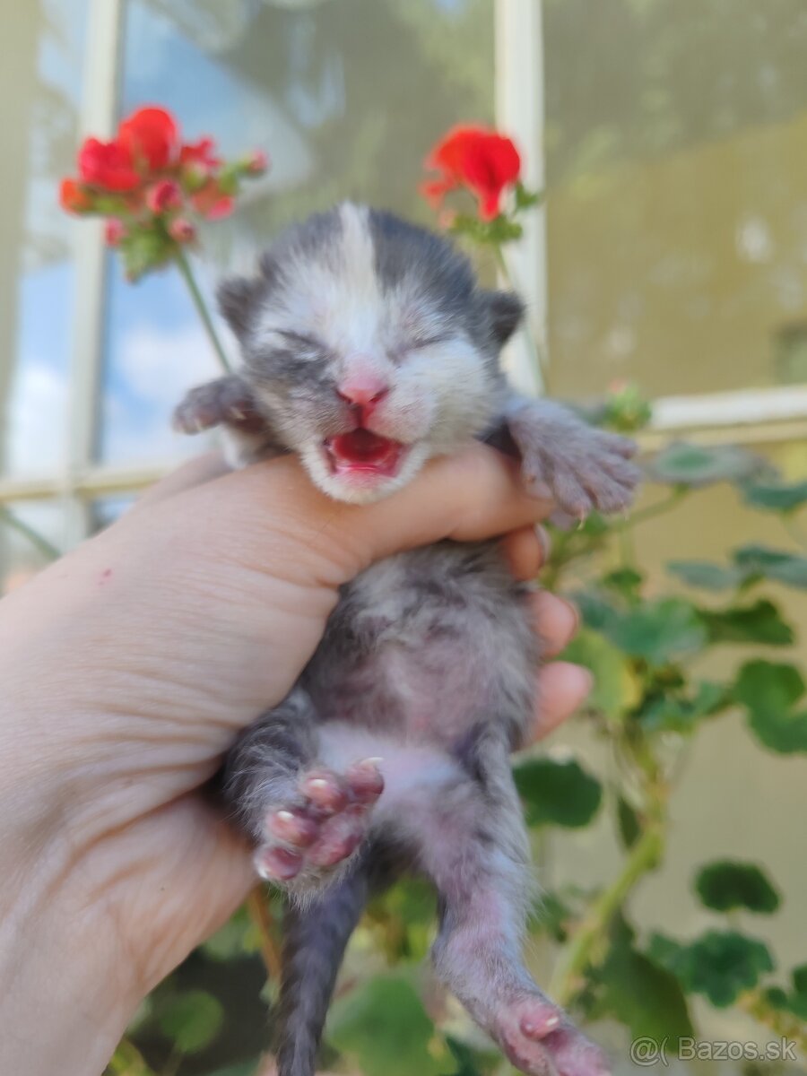 🍀MAČIATKA 🍀