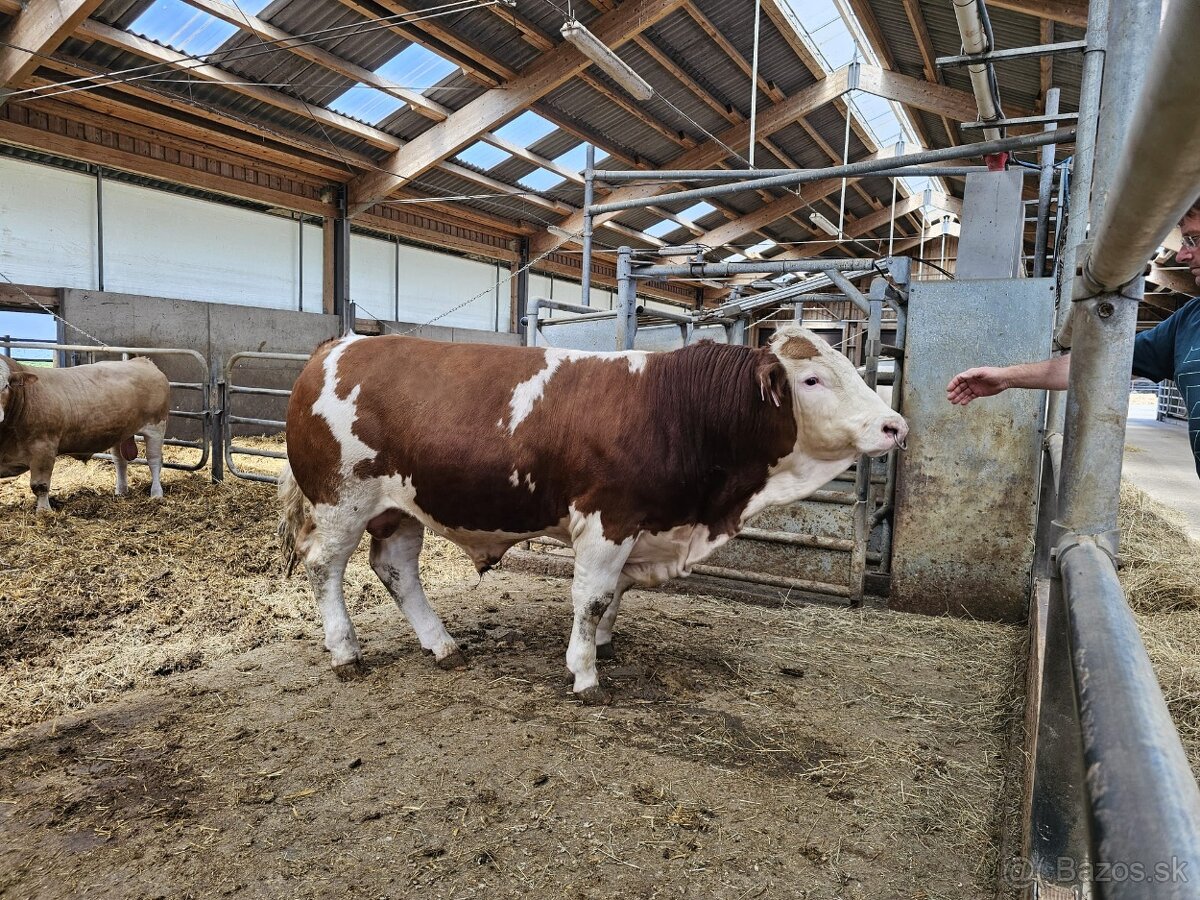 homozygotný býk plemena masný Simmental
