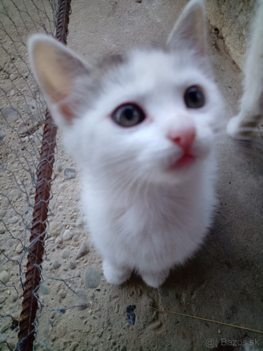2 mesačné mačiatko