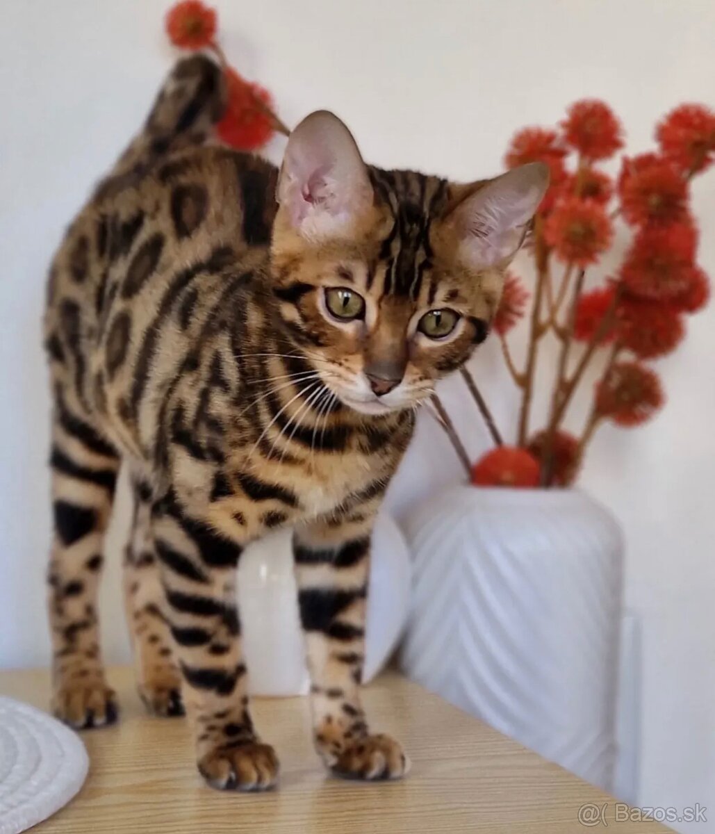 Milé bengálske mačiatka na adopciu.