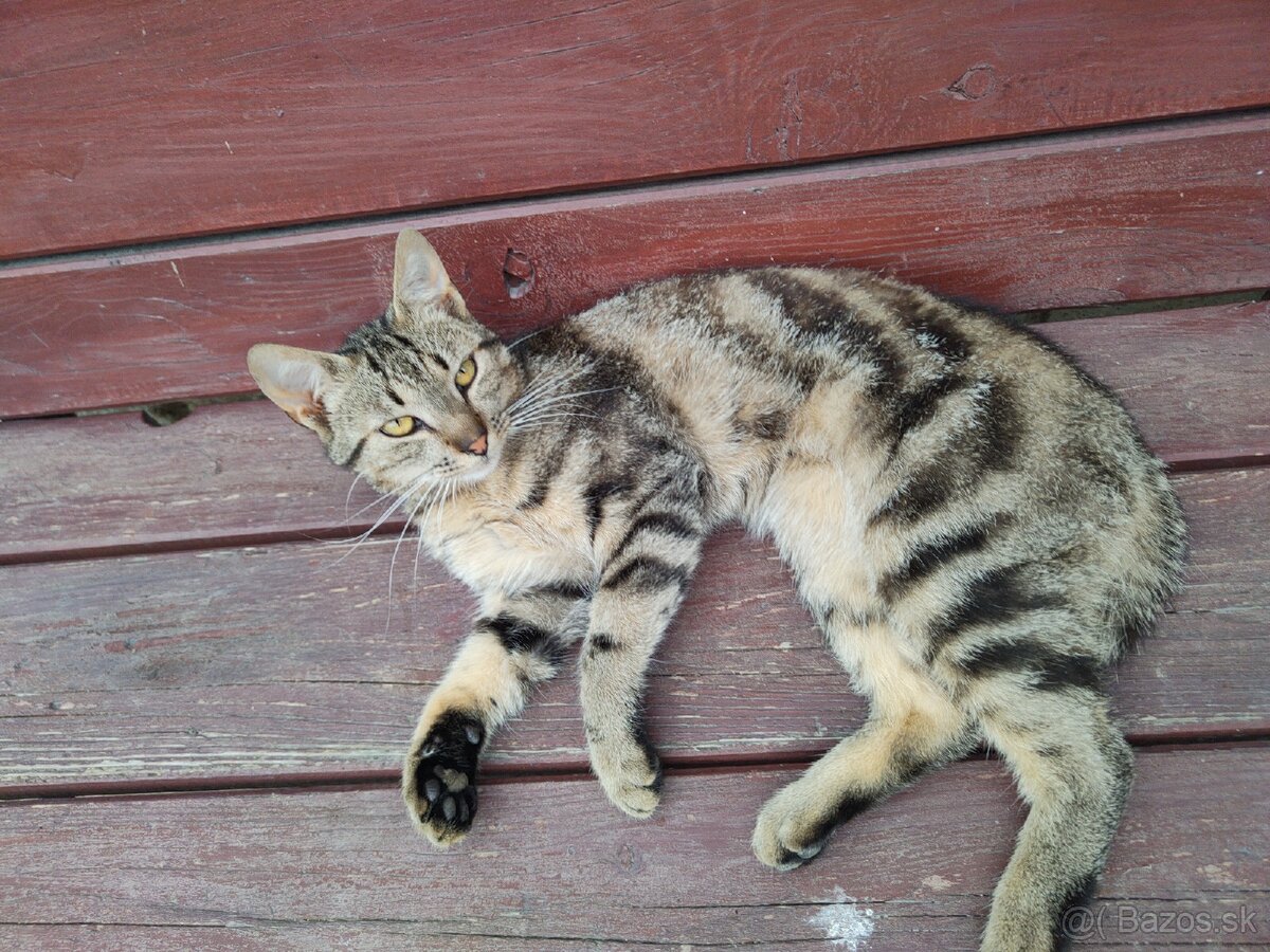 Kocúrik do dobrých rúk pre deti krásny tygrovany