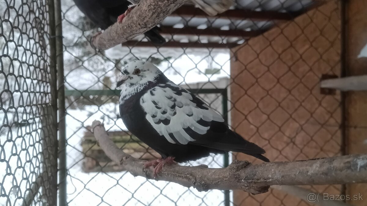 predam holubov Vangramberen