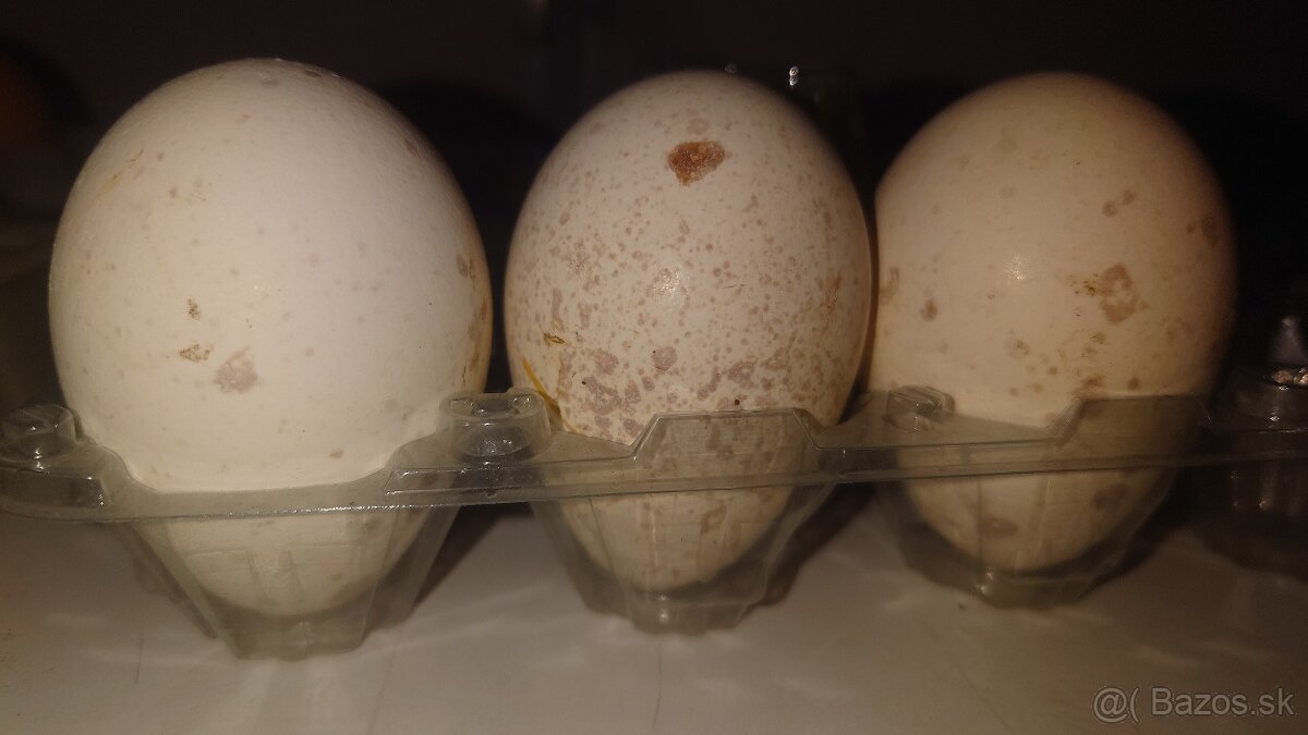 Násadové vajička morka bronzová