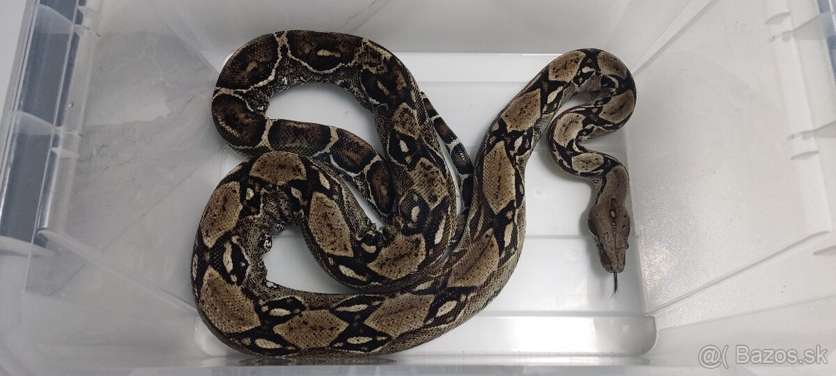 Boa Constrictor i. 100% LEOPARD - 1.2
