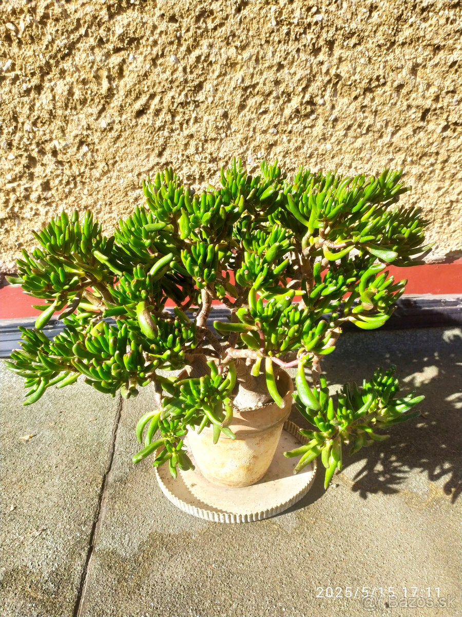 Crassula ovata "Gollum" Shrekove uši sukulent