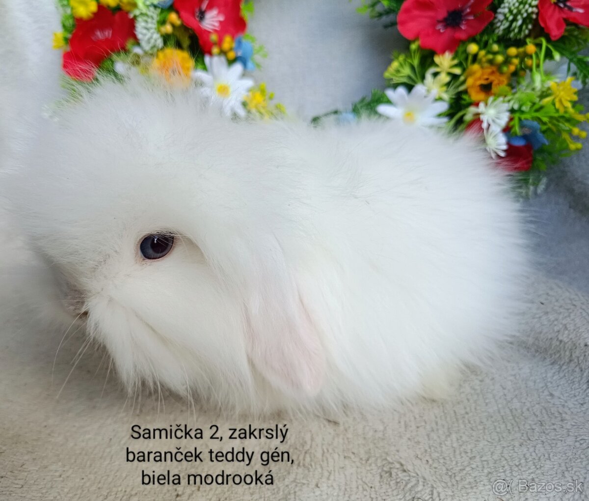 Zakrslý baranček s VP samička biela modrooká