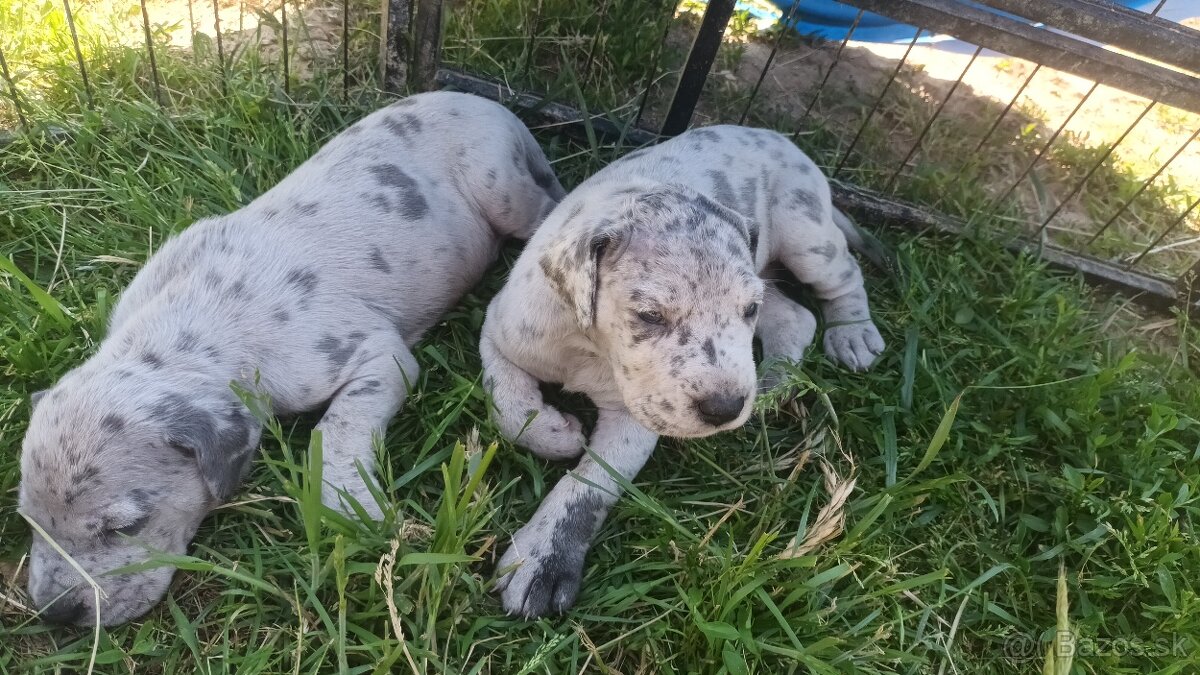 Nemecká doga