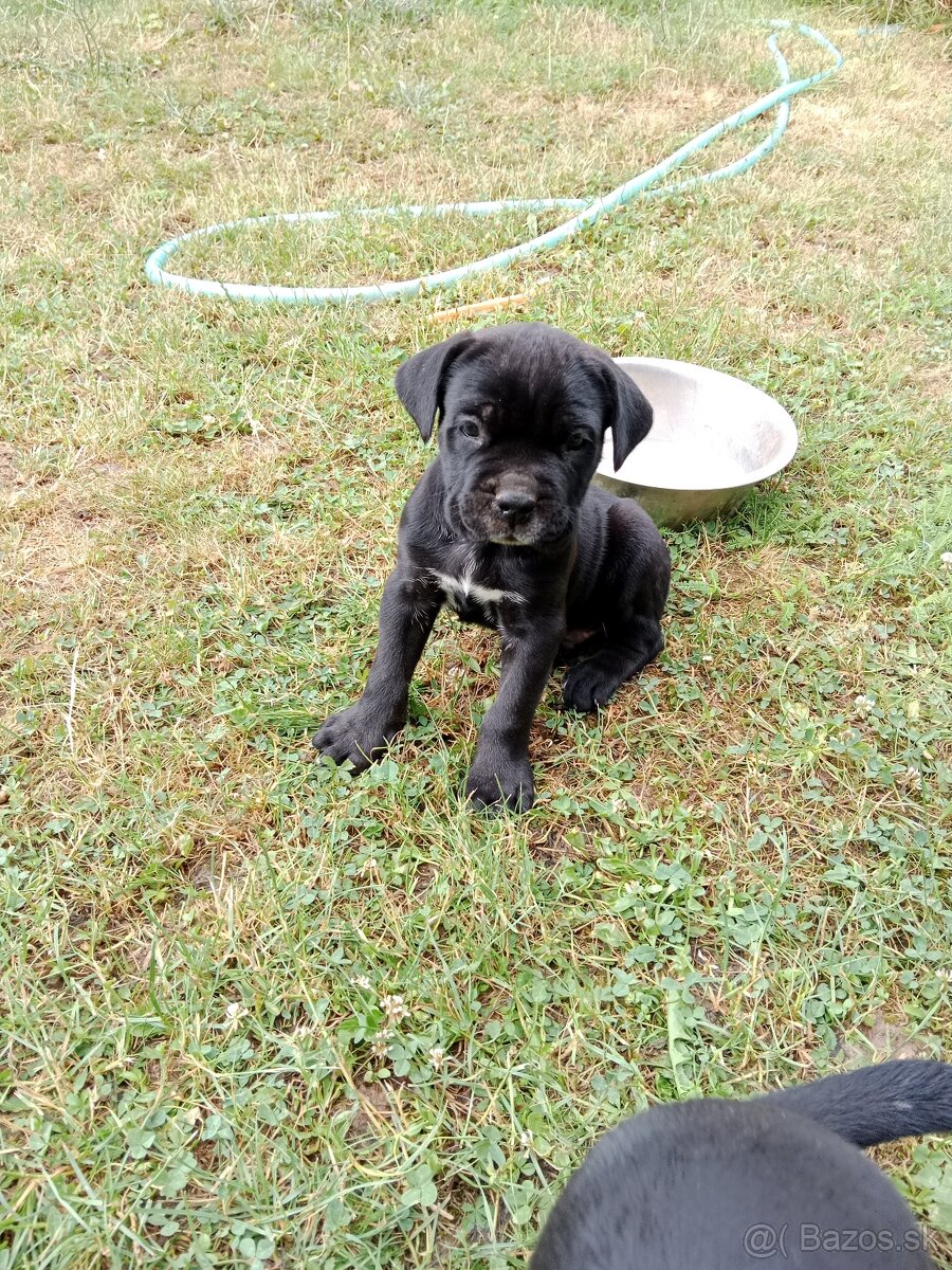 Cane Corso