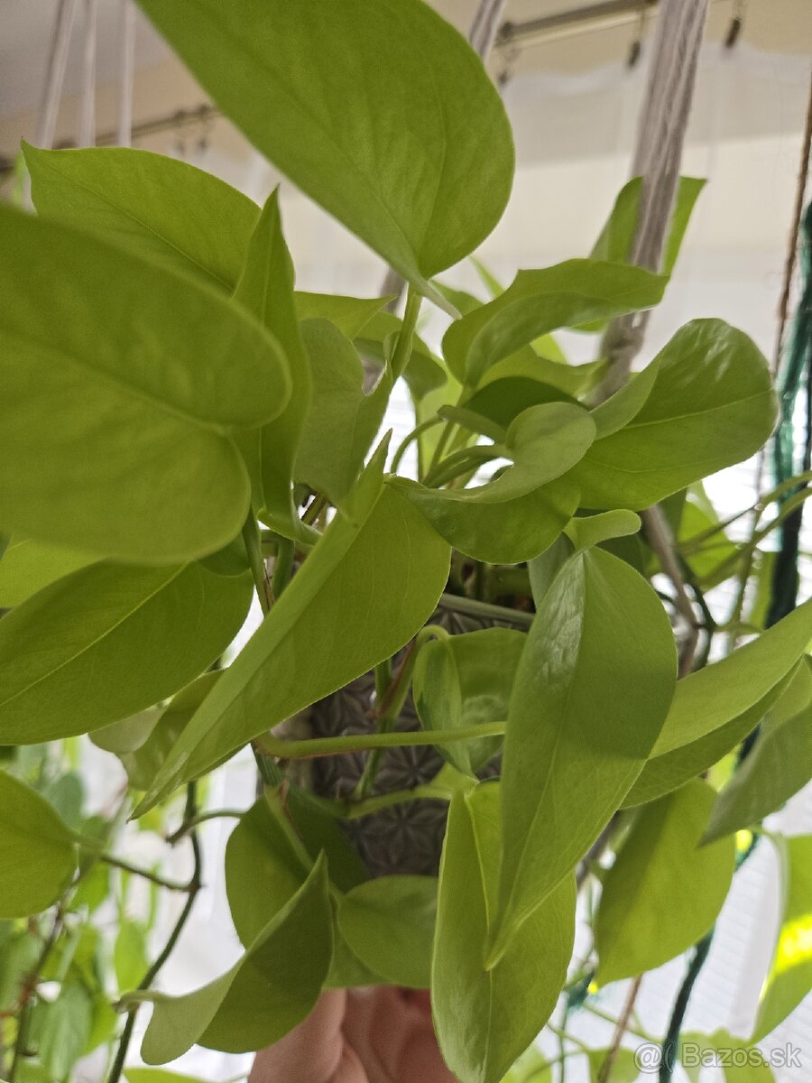 Pothos/epipremnum neon