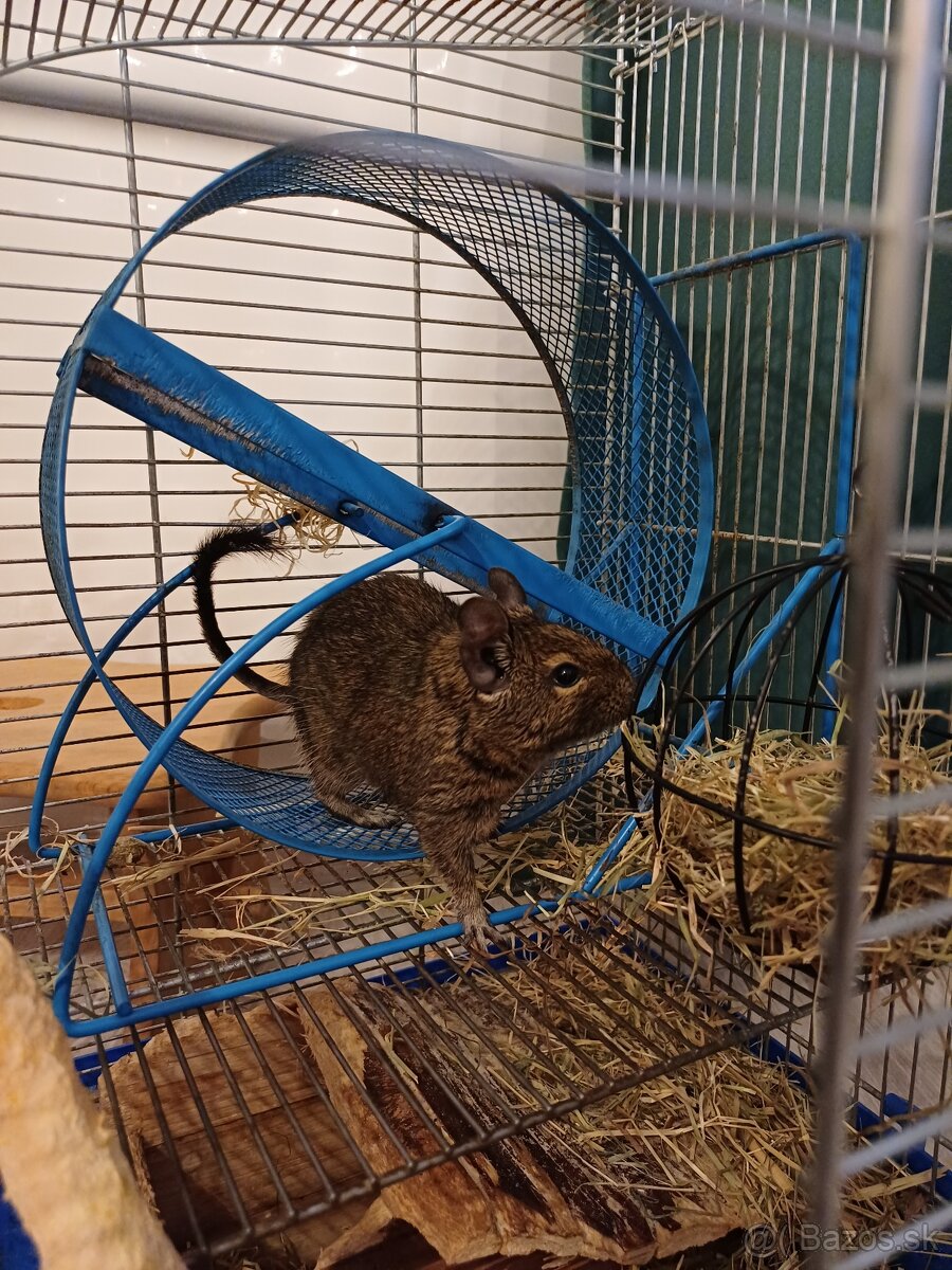 Osmak Degu s kompletnou výbavou.