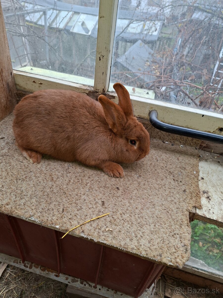 novozelandsky cerveny